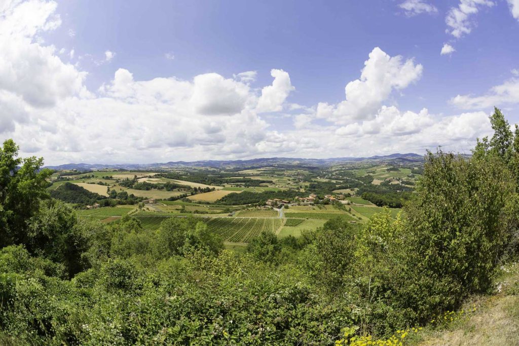 Vignes avec les monts du lyonnais en fond