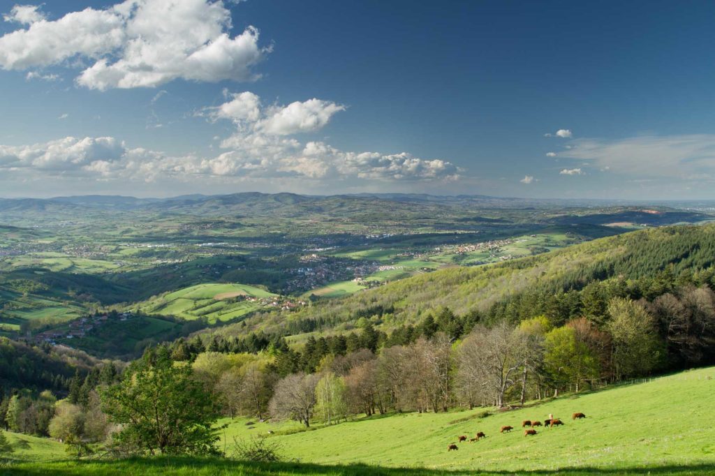 Photo d'une vaste prairie avec les monts du lyonnais en fond