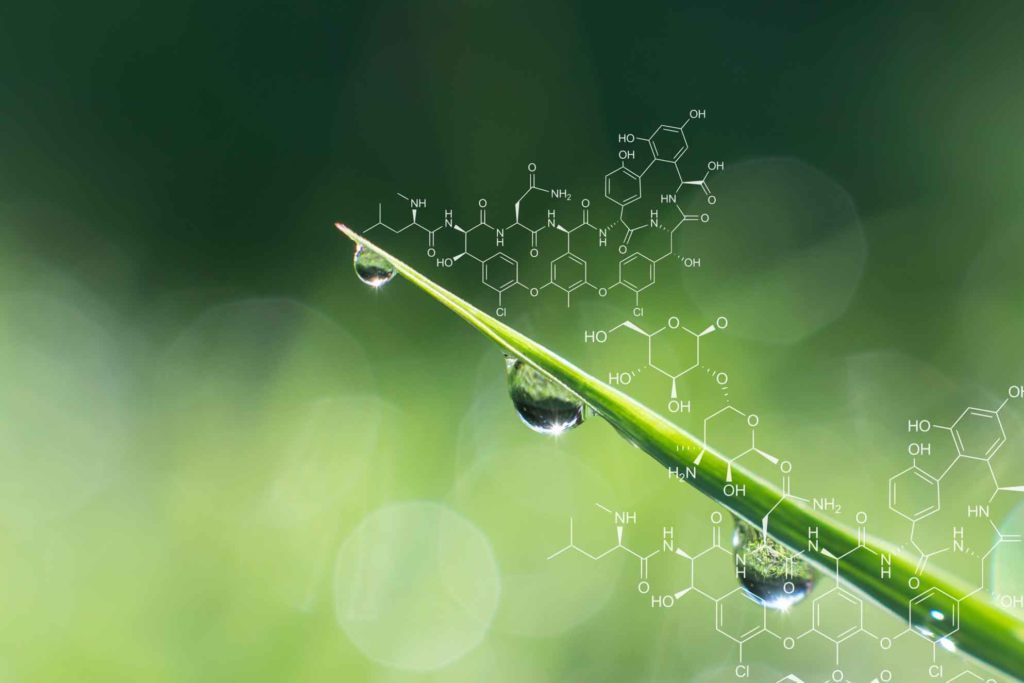 Tige de plante avec de l'eau ruisselant dessus