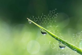 Tige de plante avec de l'eau ruisselant dessus